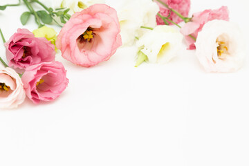 トルコギキョウ　白バック