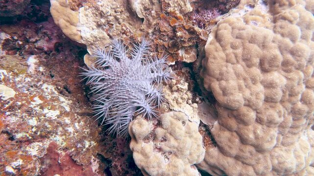 Crown of Thorns Starfish Crawling Over Coral Reef in Palau