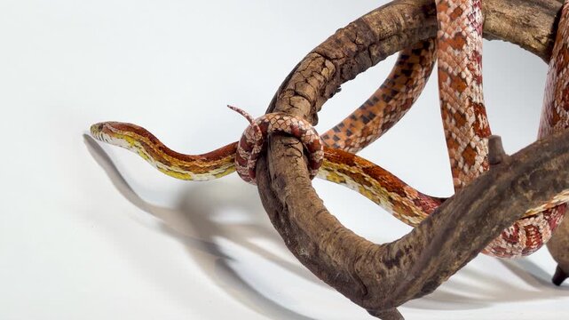 Orange Corn Snake Slithering on a Branch Against White Background