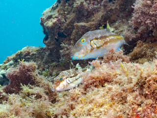 キタマクラ, Scribbled Toby, Canthigaster rivulata, フグ科, 他。 ヒリゾ浜南伊豆町中木 静岡県伊豆半島-2025 日本有数のシュノーケリングスポット。 夏の数カ月間だけ渡し船で行ける。 水質透明度魚影が素晴らしい。  © d3_plus