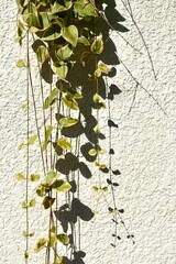 白い影に垂れ下がるペペロミア・セルペンス