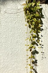 白い影に垂れ下がるペペロミア・セルペンス