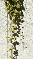 白い影に垂れ下がるペペロミア・セルペンス