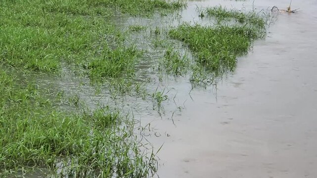 verflowing River Inundating Verdant Riverside Plain. Torrential Rain Swells Stream Across Pastureland. Seasonal Inundation Covering Countryside Margin. Surging Water Encroaching Upon Rural Grassland