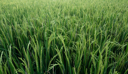 Fototapeta premium Rice Paddy Rice Plant Young Growing