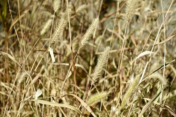 エノコログサの生える風景
