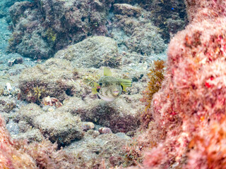 サザナミフグ,  英名学名科目：White-spotted puffer, Arothron hispidus, フグ科, 他。 ヒリゾ浜南伊豆町中木 静岡県伊豆半島-2025 日本有数のシュノーケリングスポット。 夏の数カ月間だけ渡し船で行ける。 水質透明度魚影が素晴らしい。  © d3_plus