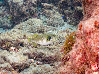 サザナミフグ,  英名学名科目：White-spotted puffer, Arothron hispidus, フグ科, 他。 ヒリゾ浜南伊豆町中木 静岡県伊豆半島-2025 日本有数のシュノーケリングスポット。 夏の数カ月間だけ渡し船で行ける。 水質透明度魚影が素晴らしい。  © d3_plus