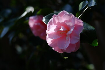 和を象徴する花木