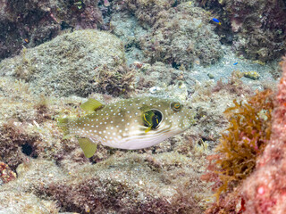 サザナミフグ,  英名学名科目：White-spotted puffer, Arothron hispidus, フグ科, 他。 ヒリゾ浜南伊豆町中木 静岡県伊豆半島-2025 日本有数のシュノーケリングスポット。 夏の数カ月間だけ渡し船で行ける。 水質透明度魚影が素晴らしい。  © d3_plus