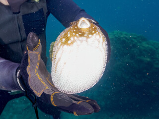 怒って膨らむサザナミフグ,  英名学名科目：White-spotted puffer, Arothron hispidus, フグ科, 他。 ヒリゾ浜南伊豆町中木 静岡県伊豆半島-2025 日本有数のシュノーケリングスポット。 夏の数カ月間だけ渡し船で行ける。 水質透明度魚影が素晴らしい。  © d3_plus