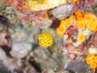 ミナミハコフグ, Yellow Boxfish, Ostracion cubicus, ハコフグ科, 幼魚yg ,  他。 ヒリゾ浜南伊豆町中木 静岡県伊豆半島-2025 日本有数のシュノーケリングスポット。 夏の数カ月間だけ渡し船で行ける。 水質透明度魚影が素晴らしい。  © d3_plus