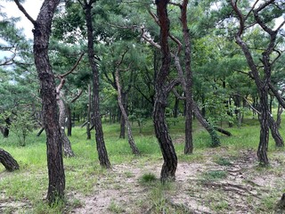 Fototapeta premium trees in the forest