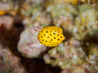 ミナミハコフグ, Yellow Boxfish, Ostracion cubicus, ハコフグ科, 幼魚yg ,  他。 ヒリゾ浜南伊豆町中木 静岡県伊豆半島-2025 日本有数のシュノーケリングスポット。 夏の数カ月間だけ渡し船で行ける。 水質透明度魚影が素晴らしい。  © d3_plus