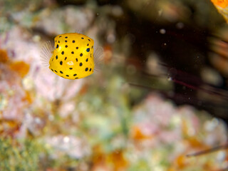 ミナミハコフグ,  英名学名科目：Yellow Boxfish, Ostracion cubicus, ハコフグ科, 幼魚yg ,  他。 ヒリゾ浜南伊豆町中木 静岡県伊豆半島-2025 日本有数のシュノーケリングスポット。 夏の数カ月間だけ渡し船で行ける。 水質透明度魚影が素晴らしい。  © d3_plus