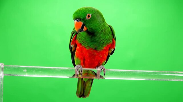 A vibrant green and red parrot perches on a clear bar against a bright green screen background, showcasing its colorful plumage.