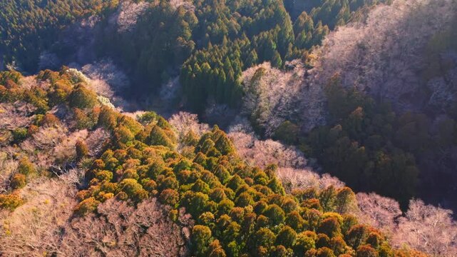冬に咲く桜が紅葉した山をピンクに染めるダイナミックな空撮