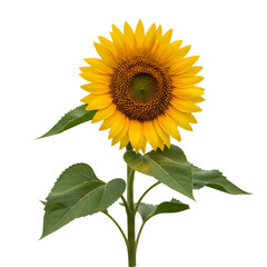 Obraz premium Bright yellow sunflower with green leaves fully bloomed in natural sunlight isolated on transparent background