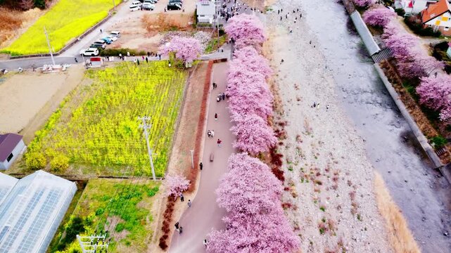 川沿いにずらーっと並んで咲いた満開の桜を空撮