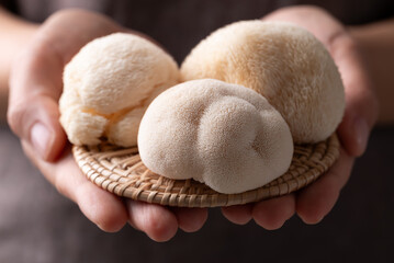 Fresh Lion's Mane mushroom (Hericium erinaceus) holding by hand © nungning20