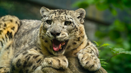 Fototapeta premium View of a Snow Leopard resting in an endangered animal refuge.