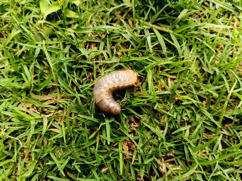 Grub Larva on Green Grass. Grub Insect on Green Grass.