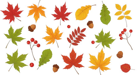 Obraz premium A vibrant collection of autumn leaves in various shapes and colors scattered across a white background