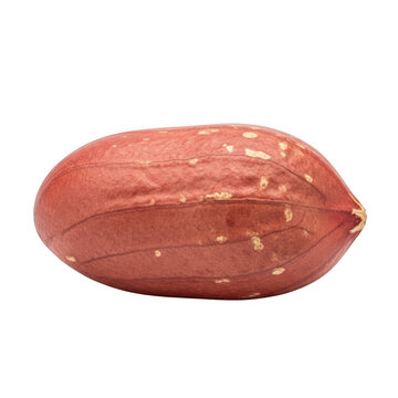 Single peanut with red skin and textured surface on black legume