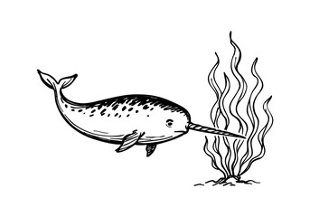 Narwhal hand drawn simple sketch vector illustration