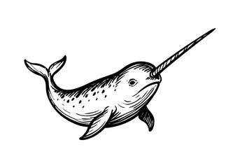 Narwhal hand drawn simple sketch vector illustration