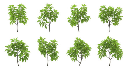 isolated leafy trees in various forms on white for design elements in nature botanical or environmental themed projects
