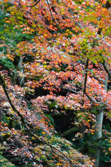 秋の京都貴船の風景