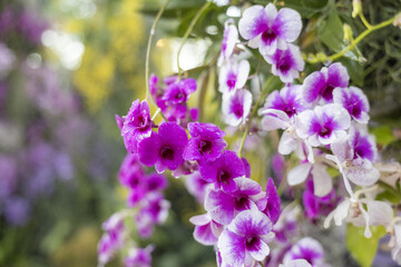 Obraz premium Beautiful purple dendrobium orchid flower in full bloom. This vibrant plant in nature garden creates serene and fresh feeling with its delicate petals hanging softly