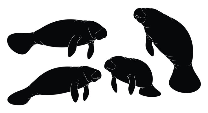 Silhouettes of manatees swimming in a minimalist black and white composition