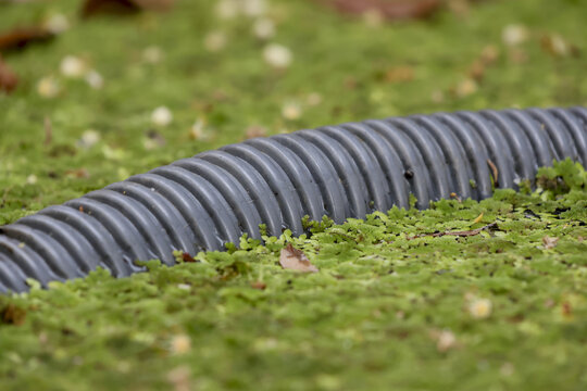 Calm close up detail of black corrugated plastic drainage pipe on ground. flexible hose rests on bed of lush green moss outdoors in natural garden setting