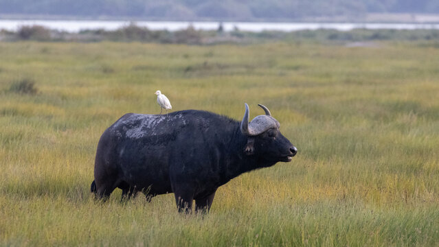 Cape Buffalo bison with egret on back in Amboseli National Park in the eastern African country of Kenya KEN