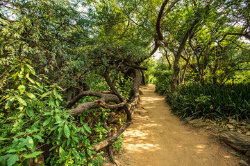 Fototapeta premium Natural walking path inside Delhi Ridge, an extension of the 1.5-billion-year-old Aravalli Range