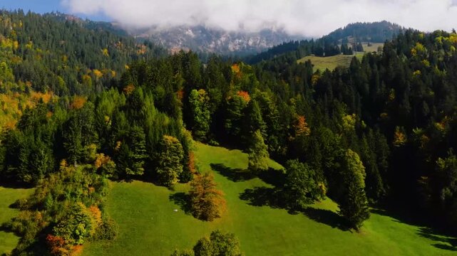 Aerial view of lush green forest with autumn colors