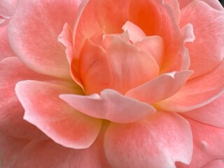 close up of beautiful rose