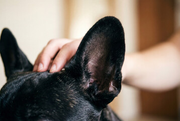 Close up of a hand gently petting the ear of a black french bulldog