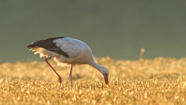White Stork (Ciconia ciconia) Foraging on Harvested Field at Summer Sunrise, 4K Close-Up Eye Level &ndash; Stuttgart, Baden-W&uuml;rttemberg, Germany, Europe