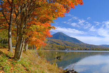 Fototapeta premium 女神湖の紅葉と蓼科山
