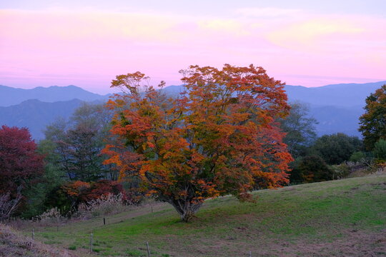 長野県池田町の七色大カエデと夕焼け
