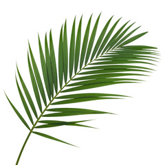 Obraz premium Green palm leaf frond with detailed veins isolated on transparent background png cutout
