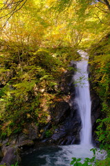 長野県の秋山郷にある大瀬の滝と紅葉　
