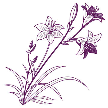 tradescantia pallida line art flower
