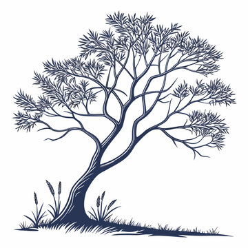 tamarisk saltcedar tree