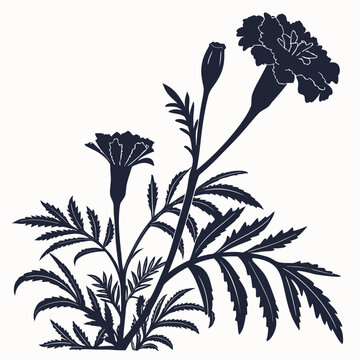 tagetes patula nana silhouette vector