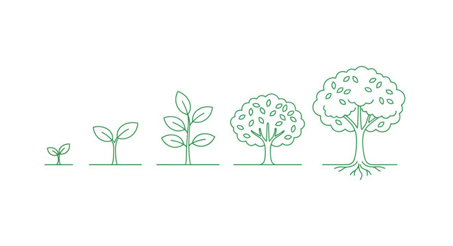 Illustration depicting the stages of tree growth from sprout to maturity