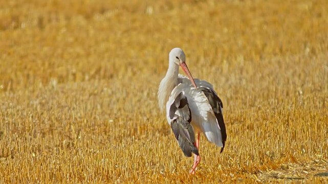 White Stork (Ciconia ciconia) Foraging on Harvested Field at Summer Sunrise, 4K Close-Up Eye Level &ndash; Stuttgart, Baden-W&uuml;rttemberg, Germany, Europe